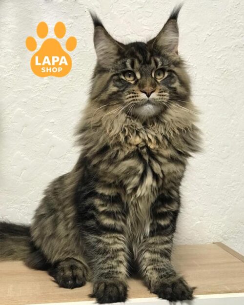 тигрова кішка мейн-кун