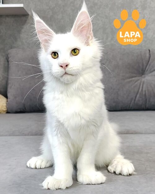 білосніжний мейн-кун полідакт