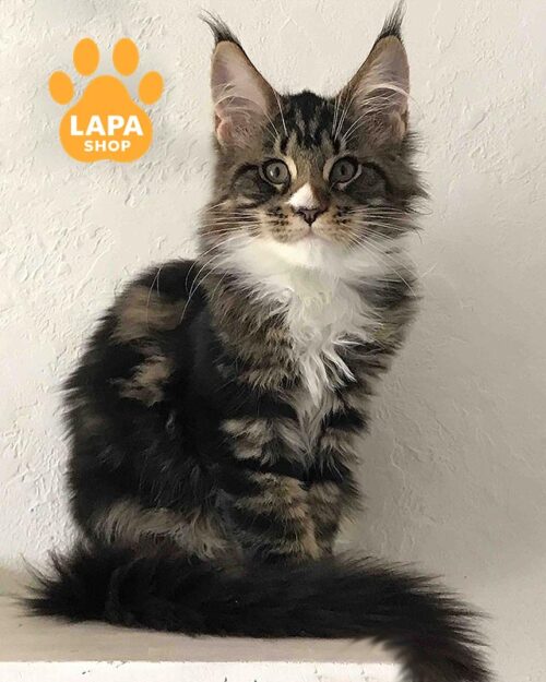 мармурово-біла кішка мейн-кун