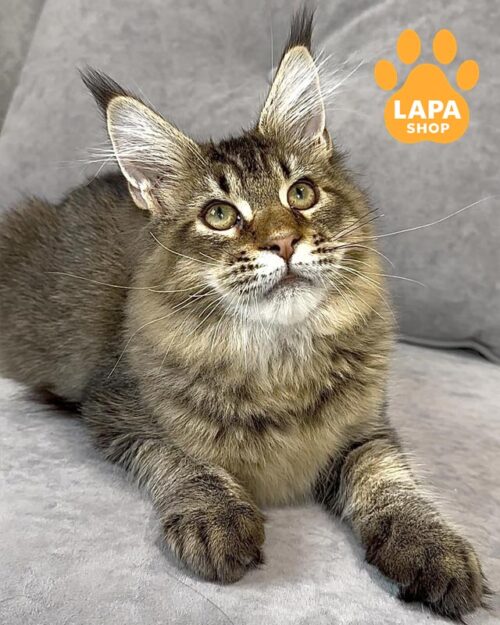 котик мейн-кун