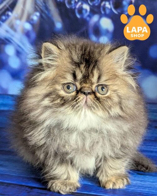 черепаховая персидская кошка