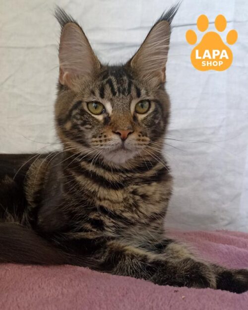 мармуровий мейн-кун