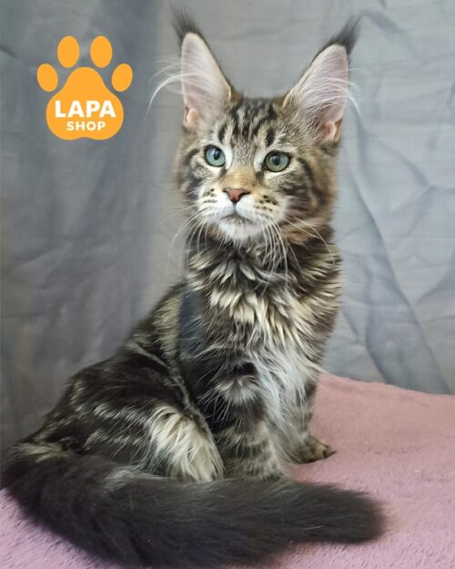 мраморная кошка мейн-кун