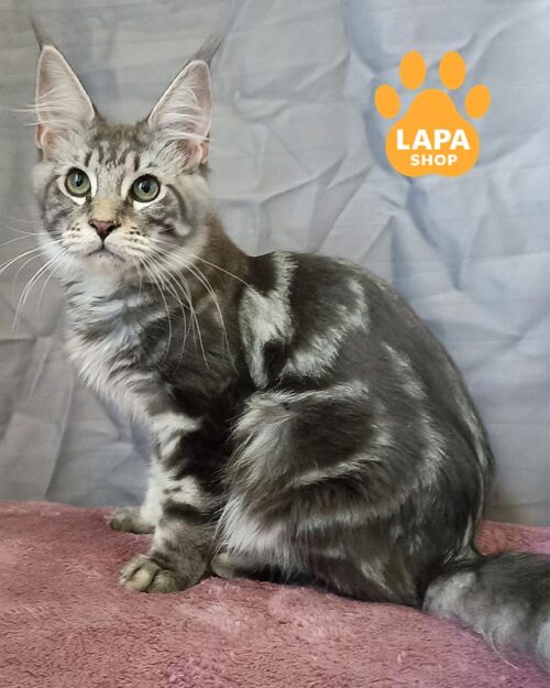 серебристо-мраморная кошка мейн-кун