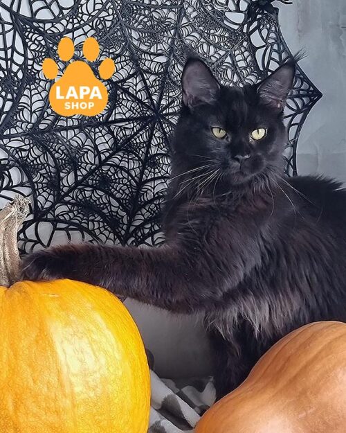 чорна кішка мейн-кун