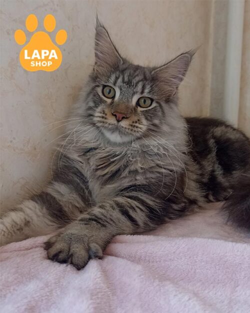 мармурово-сріблястий мейн-кун