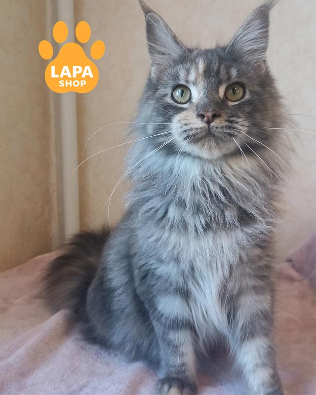 блакитно-черепахова кішка мейн-кун