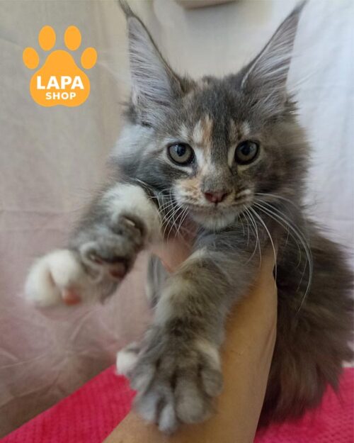 блакитно-черепахова кішка мейн-кун