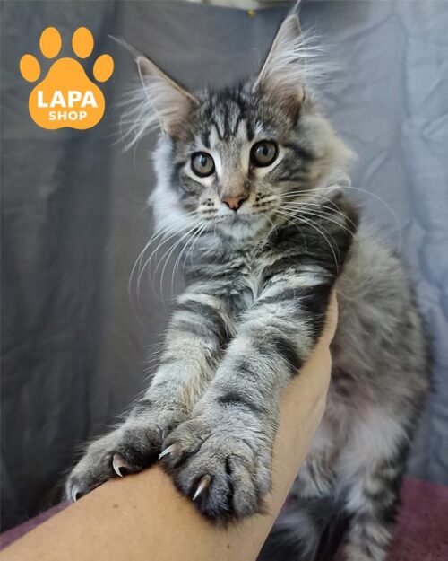 Величественная кошечка мейн-кун Yara с роскошной серебристой шубкой