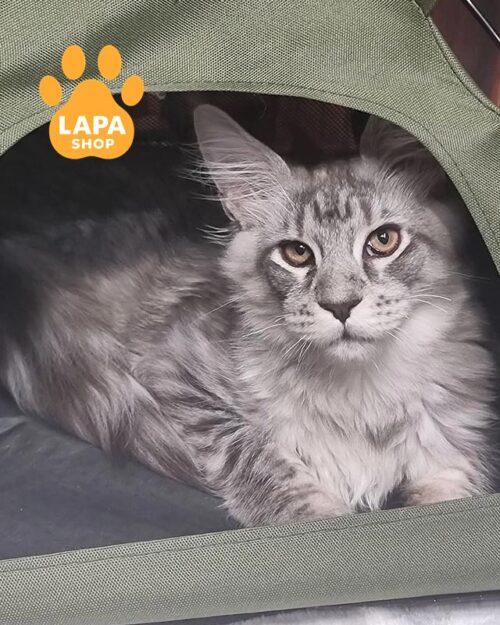 сріблястий мейн-кун