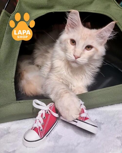 сріблясто-рудий мейн-кун