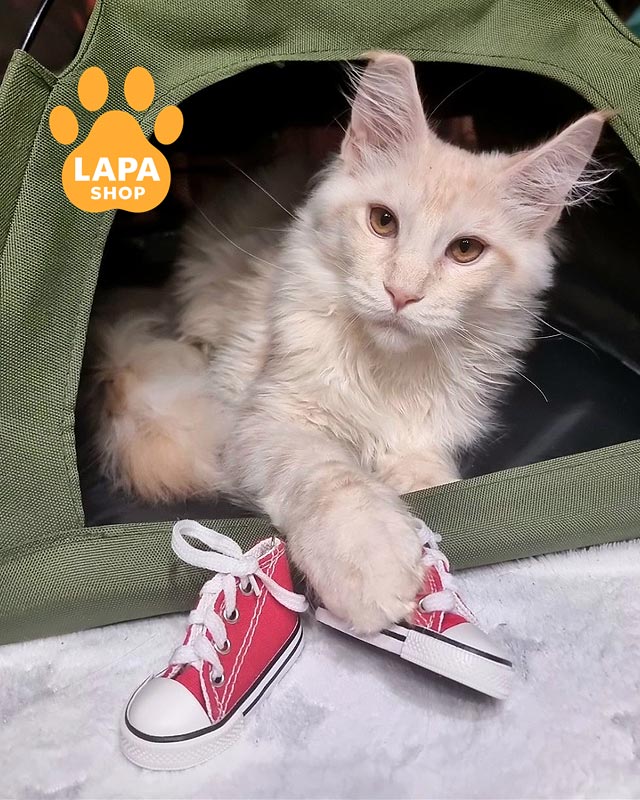 сріблясто-рудий мейн-кун