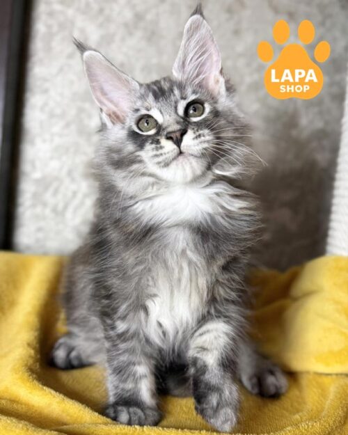 черепахово-срібляста кішка мейн-кун