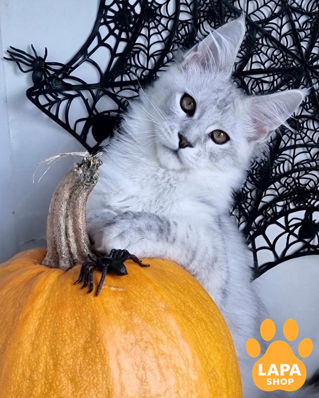 Порода кошек мейн-кун: плюсы и минусы, характер и особенности mco zoran101