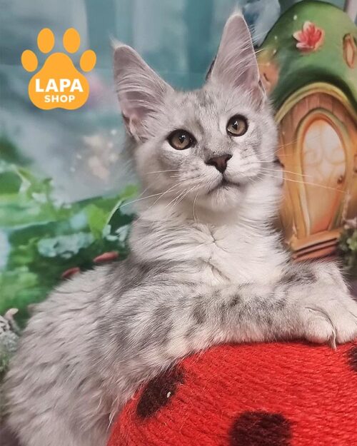 сріблястий мейн-кун