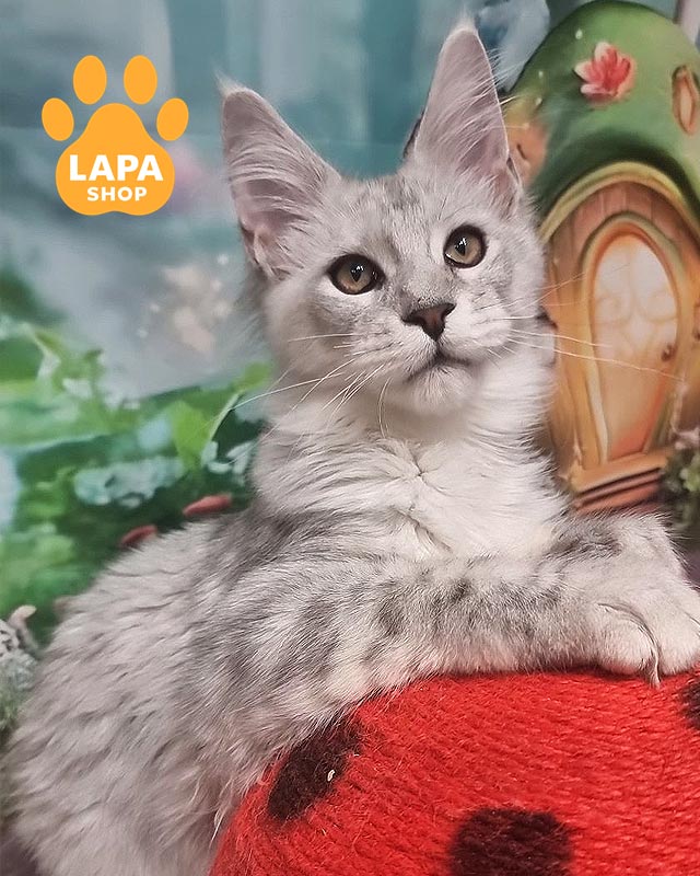 сріблястий мейн-кун