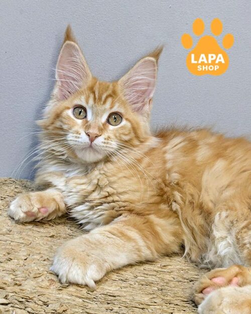 руда кішка мейн-кун