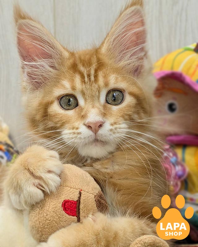 руда кішка мейн-кун