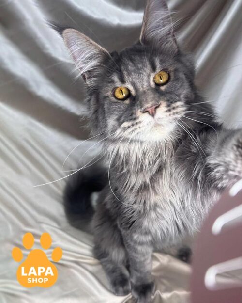 блакитно-мармурова кішка мейн-кун