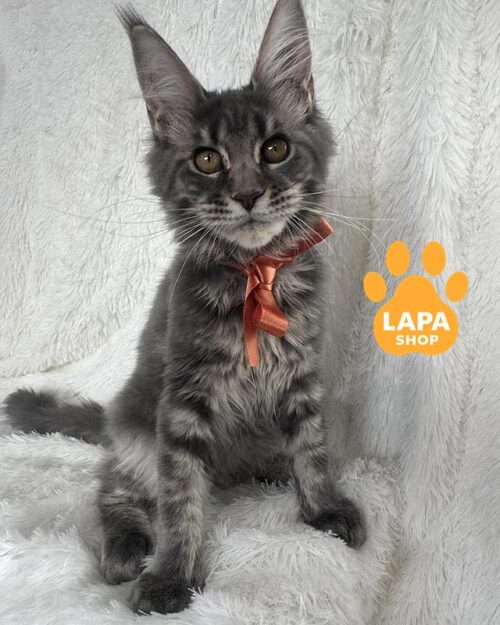 blue-marble Maine Coon kitty