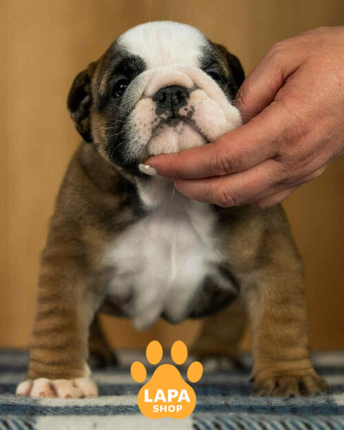 рыже-белый английский бульдог