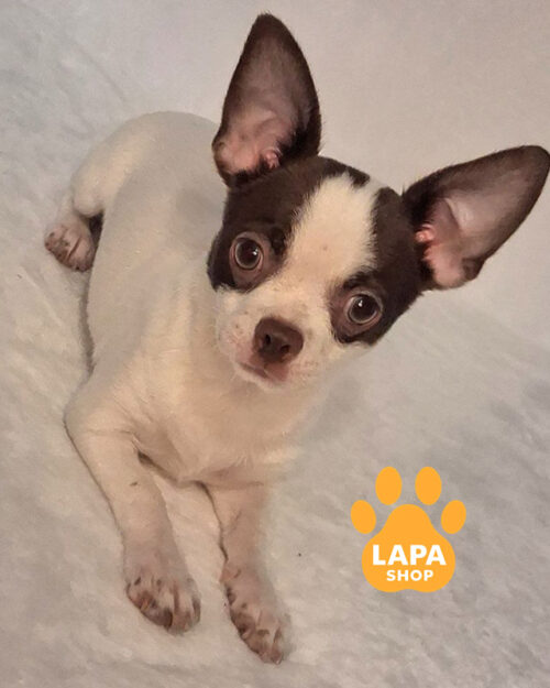 white chocolate chihuahua