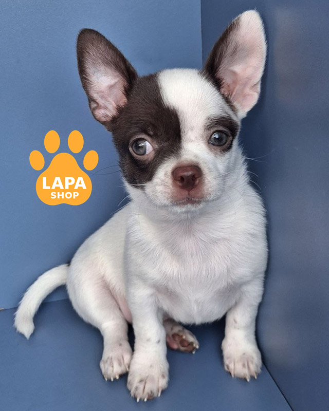 біло-шоколадний чихуахуа