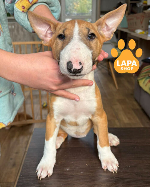 біло-рудий мініатюрний бультер'єр