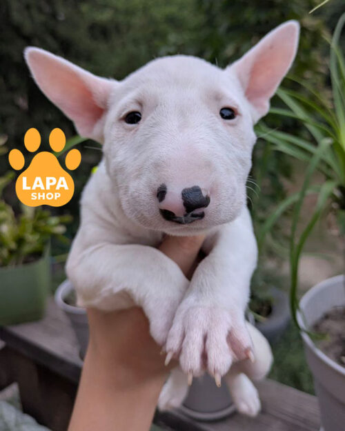 білий мініатюрний бультер'єр