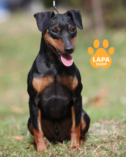 black and tan miniature pinscher