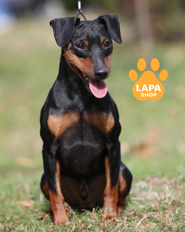 чорний підпалий цвергпінчер