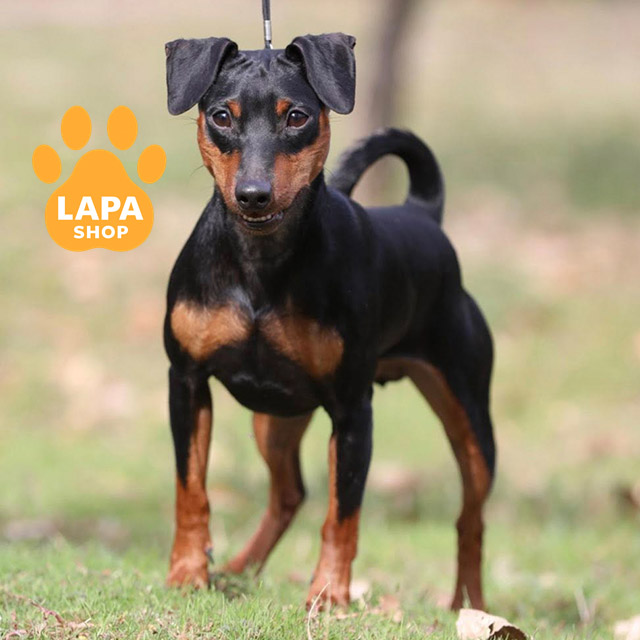 Miniature-Pinscher-02