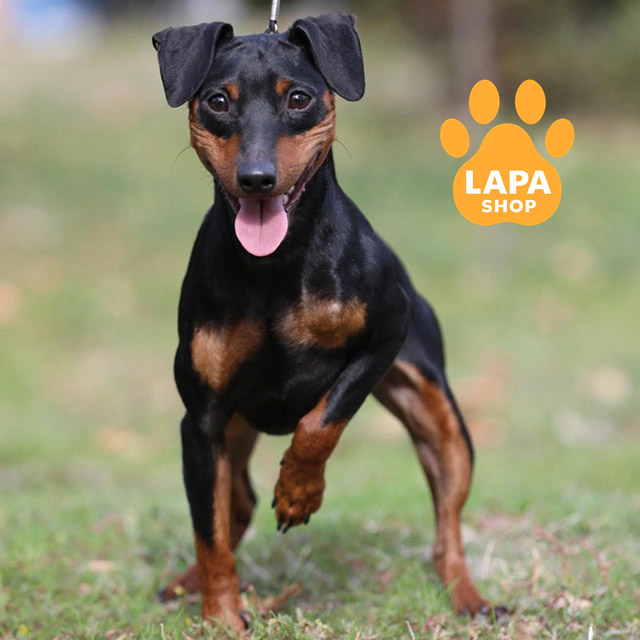 Miniature-Pinscher-03