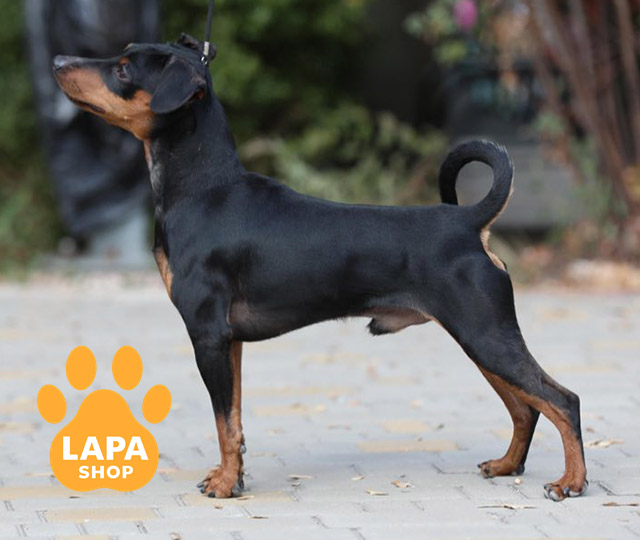 Miniature-Pinscher-04