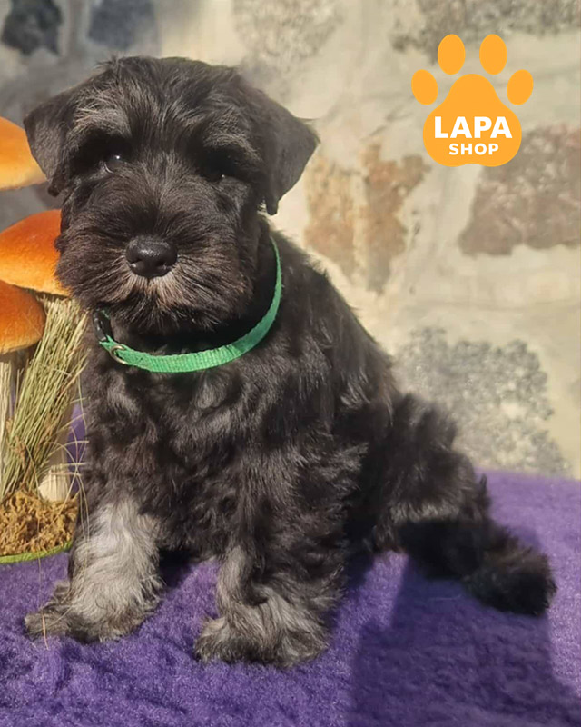 цвергшнауцер чорне з сріблом