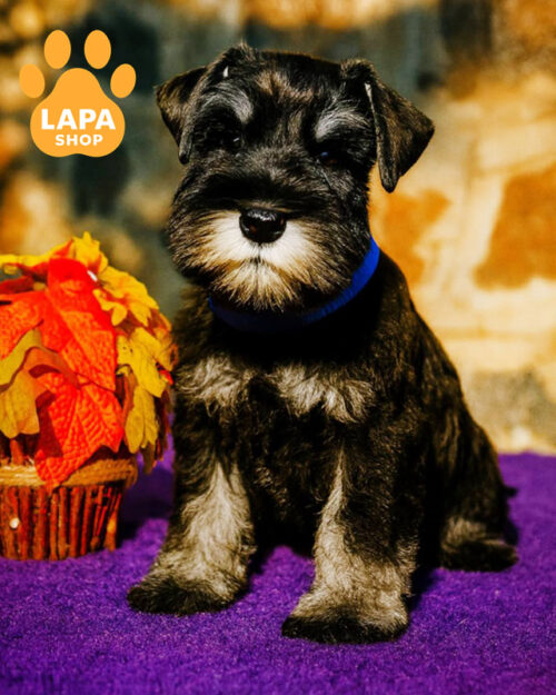 цвергшнауцер чорне з срібом