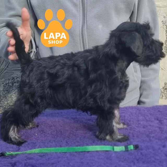 Miniature-Schnauzer-02