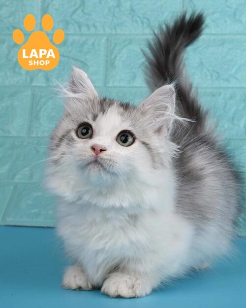 silver Munchkin Longhair kitten