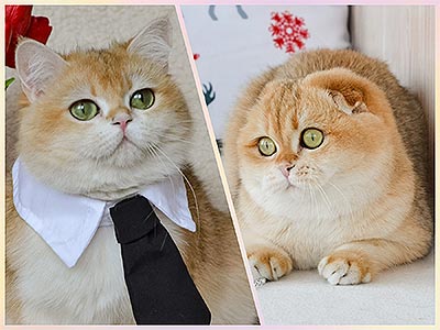 Iris — мила висловуха шотландська красуня в плямисто-золотій шубці mns dm1