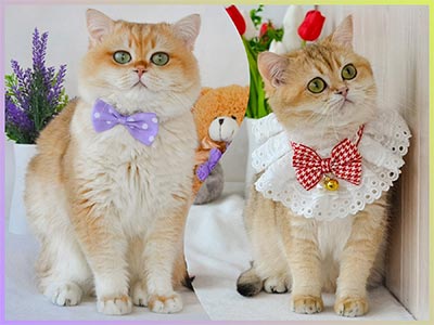 Ефектний британський красунчик Kai mns dm2