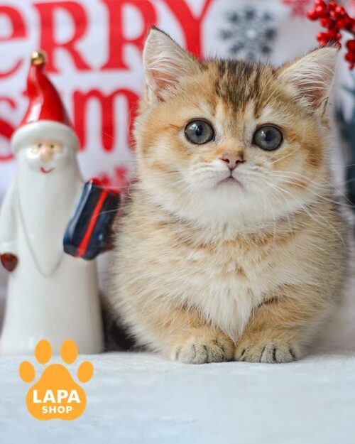 золота кішка манчкін