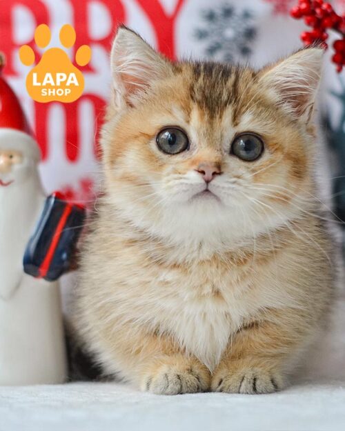 золота кішка манчкін