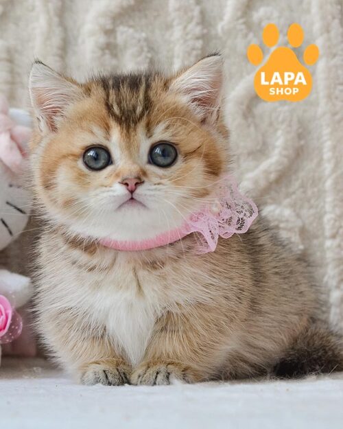 golden Munchkin kitty