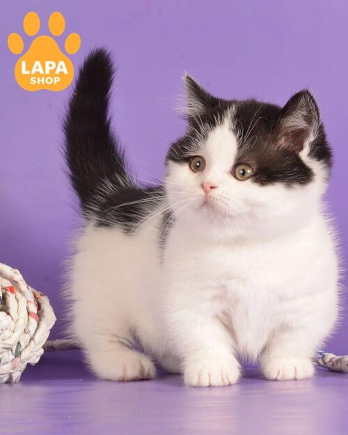 Munchkin harlequin kitty