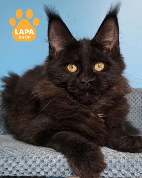 black Maine Coon kitty