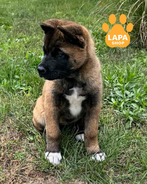 рыже-белая американская акита