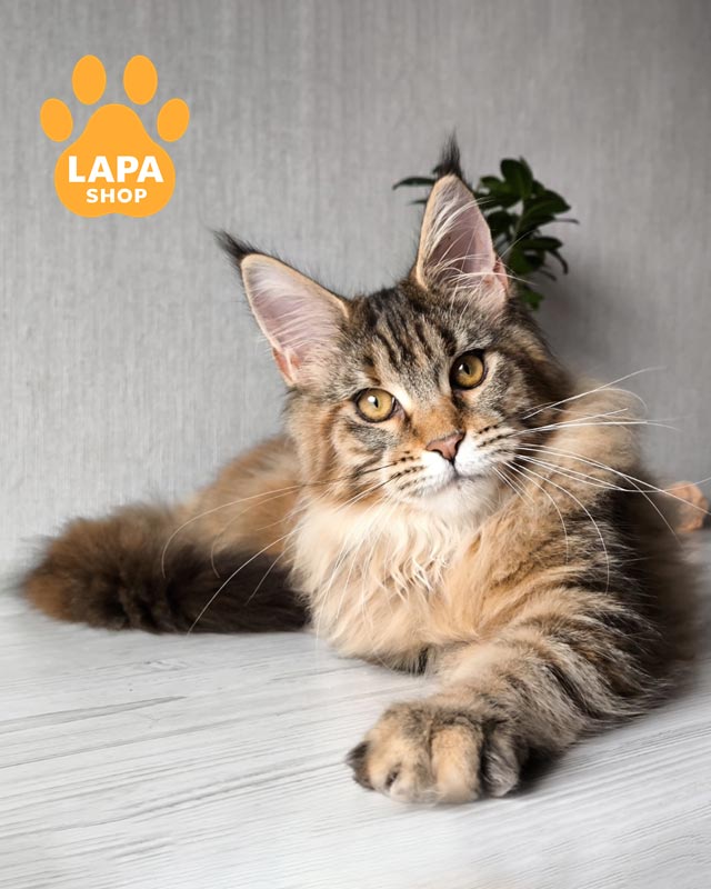 черепахово-мармурова кішка мейн-кун