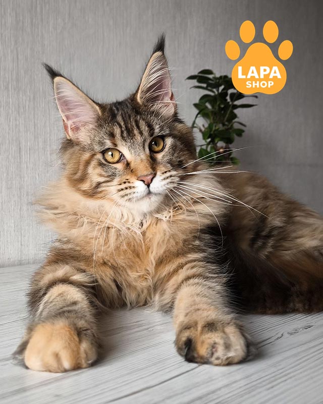 черепахово-мармурова кішка мейн-кун