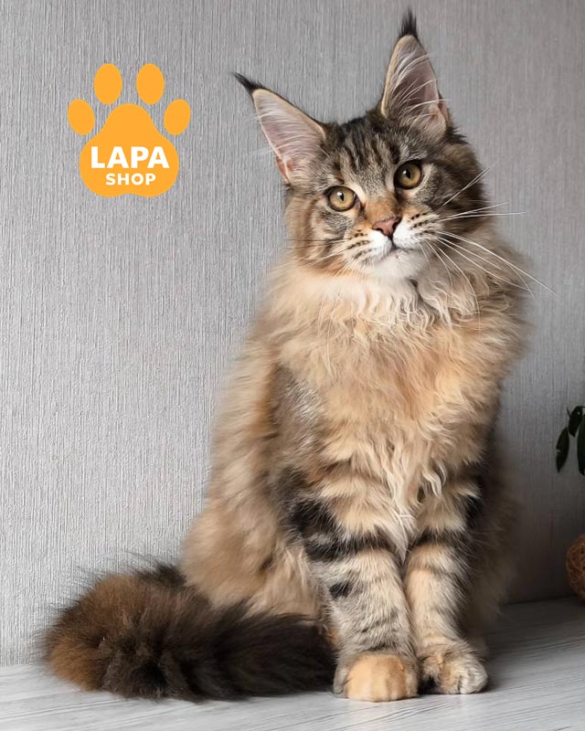 черепахово-мармурова кішка мейн-кун