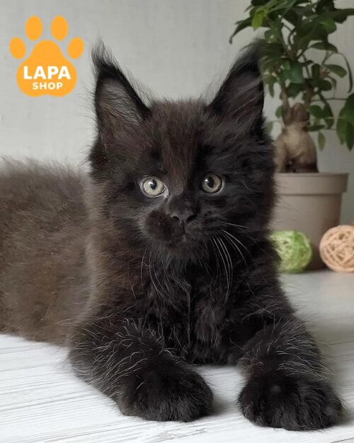 чорний мейн-кун